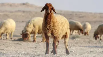 قبل عيد الأضحى 2026.. دليل شامل من «الزراعة» لضمان سلامة لحوم الأضاحي